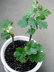 鉢植え