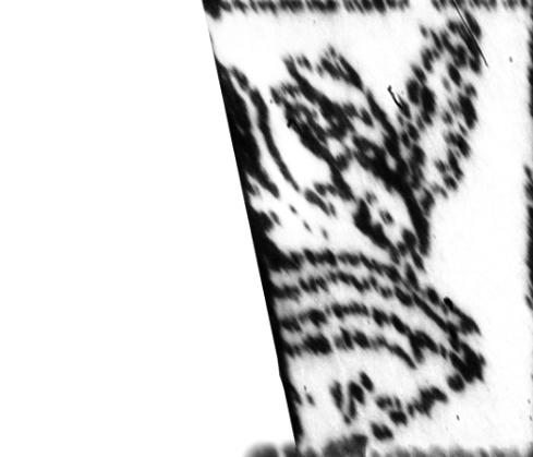Same as in the final, and you can even make out a little of its name, “Freezer”. Ranked 11-20 in the final poll.